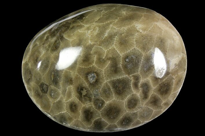 Polished Petoskey Stone (Fossil Coral) - Michigan #156092